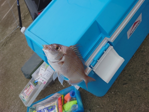 チャリコの釣果