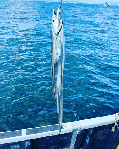 タチウオの釣果