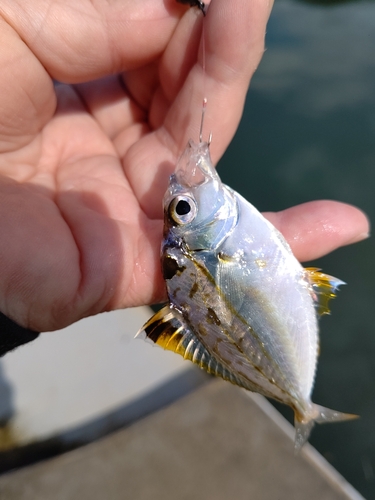 ヒイラギの釣果