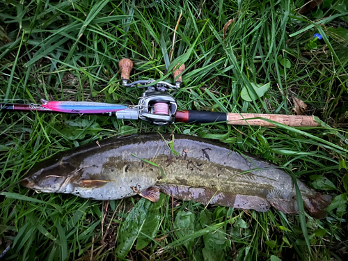 ナマズの釣果