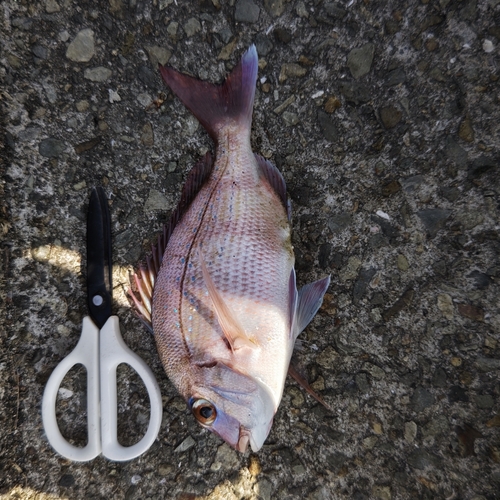 マダイの釣果