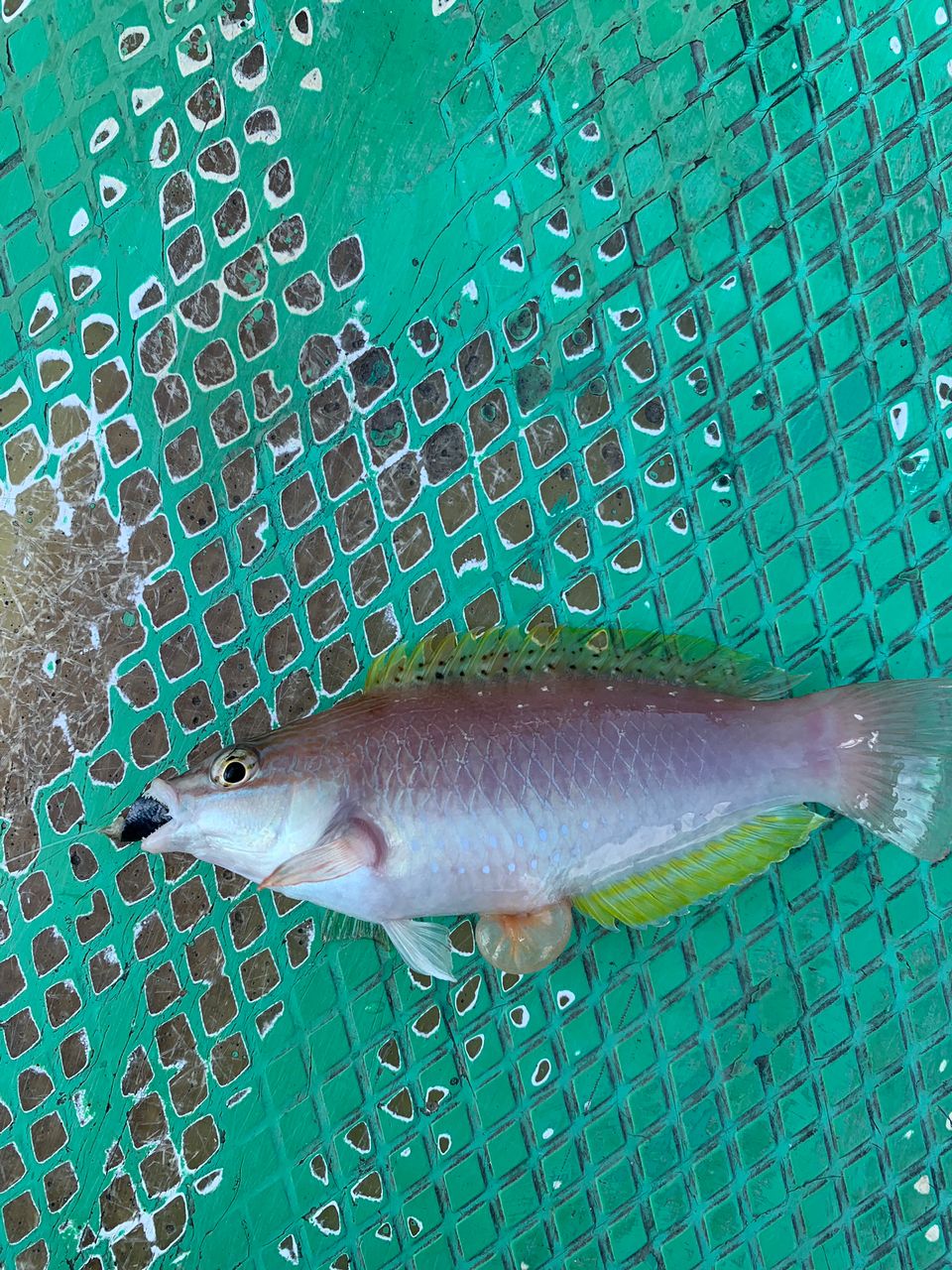 トモスケ[多摩川とたまに船釣り]さんの釣果 3枚目の画像