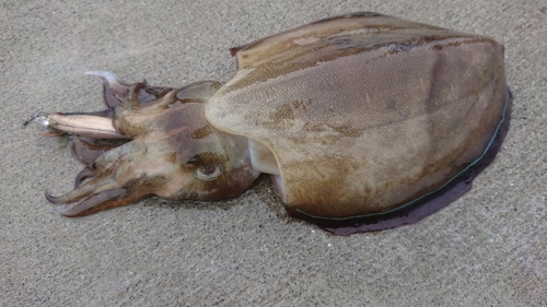 モンゴウイカの釣果