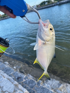 メッキの釣果