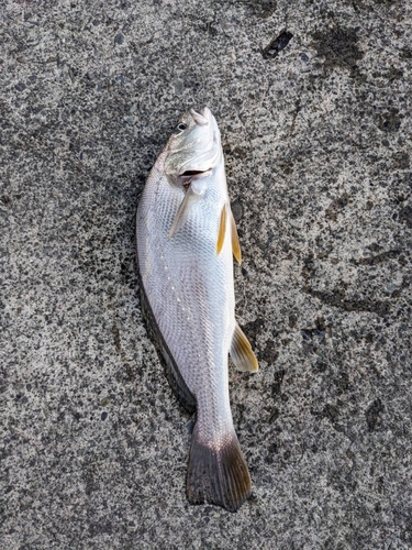 ニベの釣果