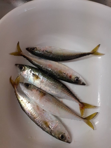 サバの釣果