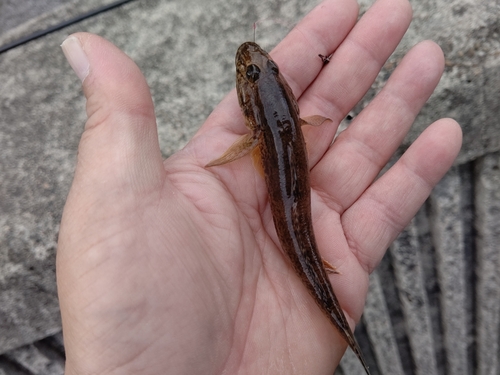 ウロハゼの釣果