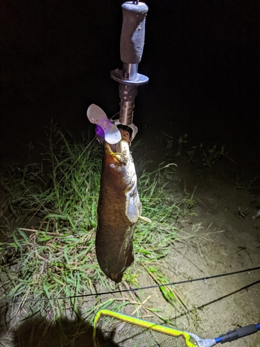 ナマズの釣果