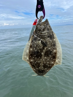 ヒラメの釣果