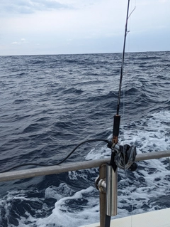 メバチマグロの釣果