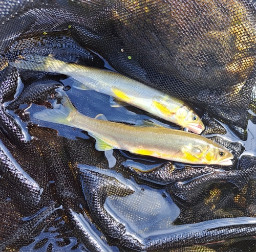 アユの釣果