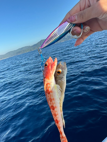 ヒメダイの釣果