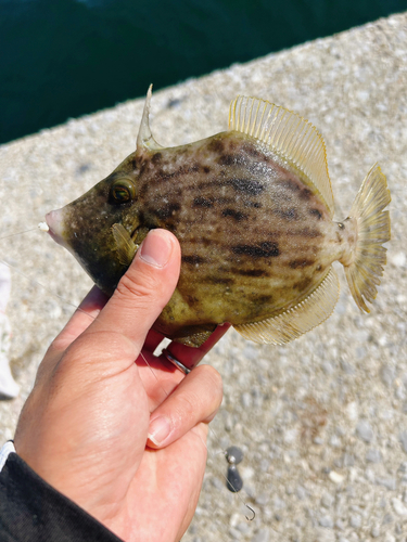 カワハギの釣果