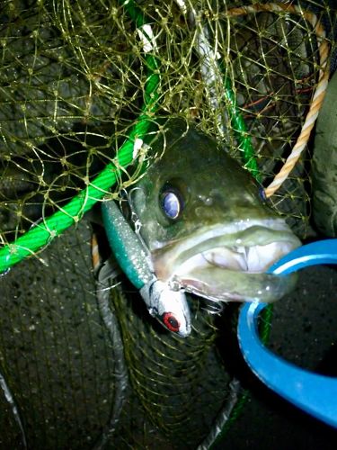 フッコ（マルスズキ）の釣果