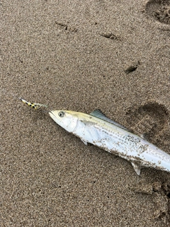 サゴシの釣果