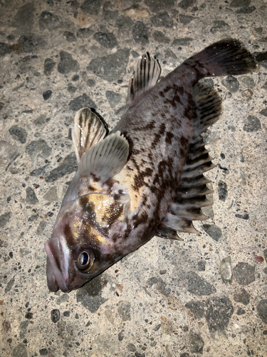 ソイの釣果