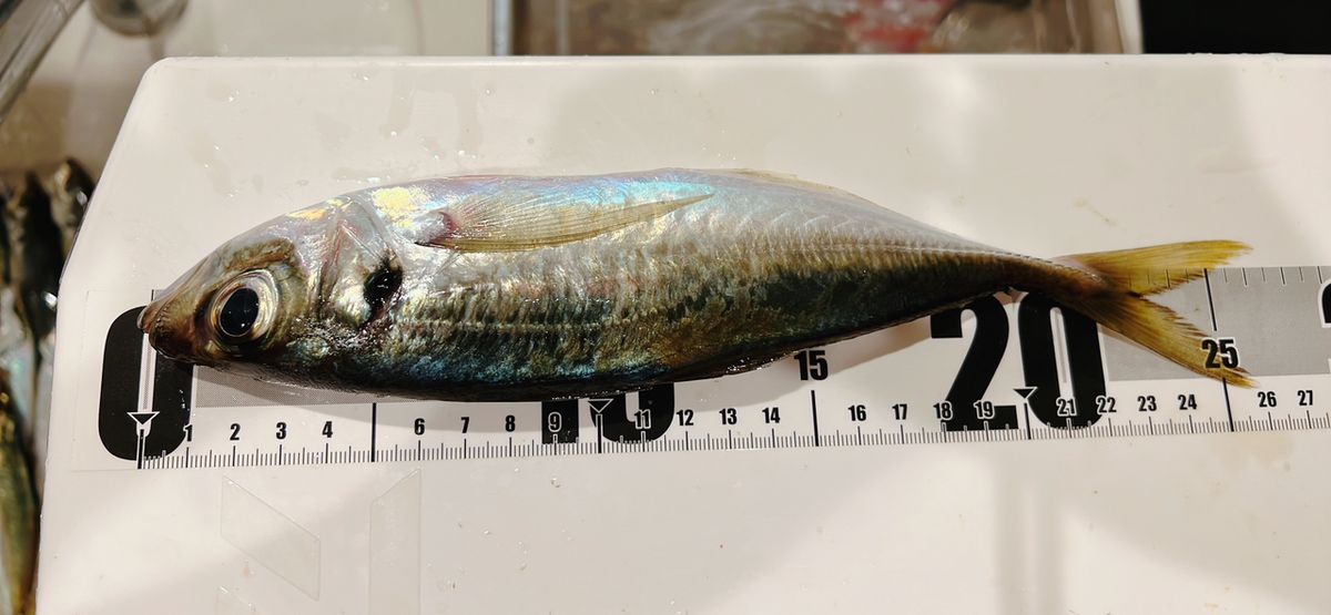 やっぱりアジが好き🐈さんの釣果 2枚目の画像