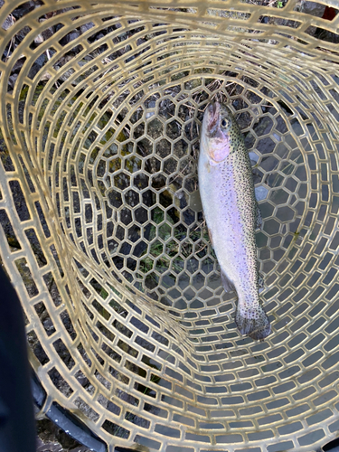 ニジマスの釣果