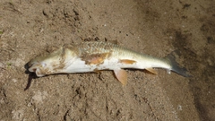 ニゴイの釣果