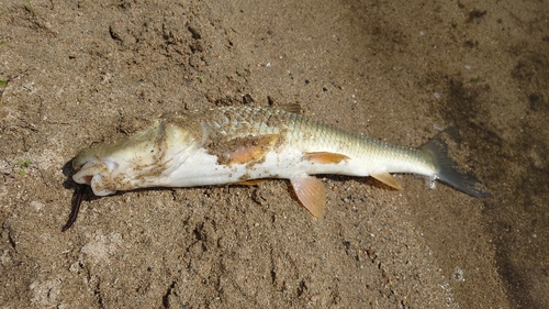 ニゴイの釣果