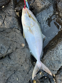 ショゴの釣果