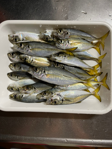 アジの釣果