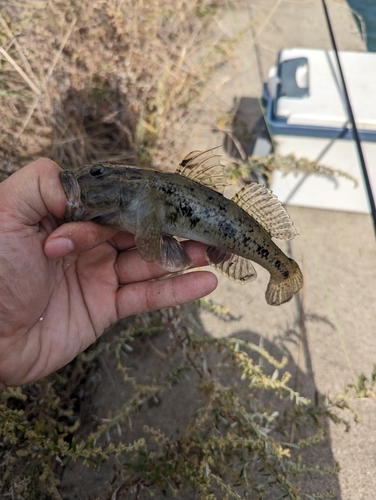 ハゼの釣果