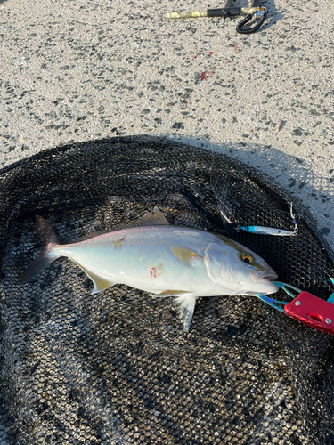 ショゴの釣果