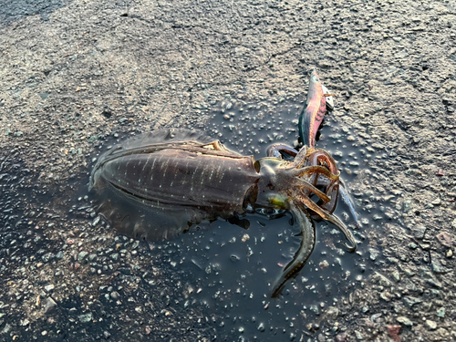 アオリイカの釣果