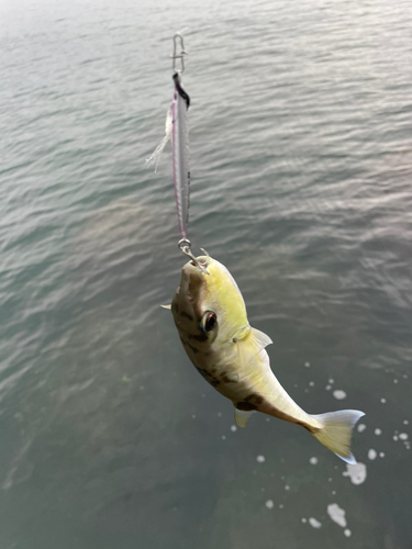 クロサバフグの釣果