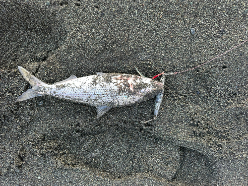 コノシロの釣果