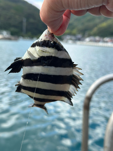 イシガキダイの釣果