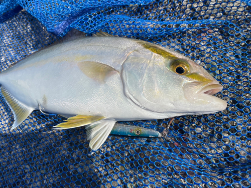 シオの釣果