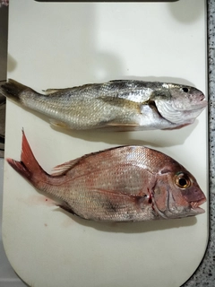 タイの釣果