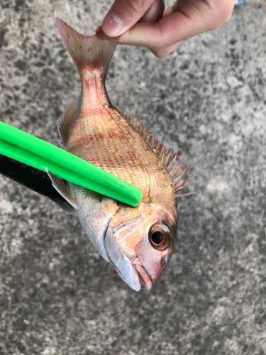 マダイの釣果