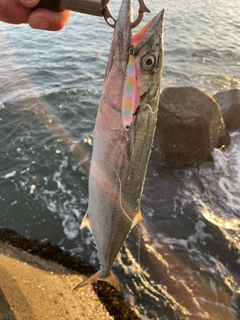 サゴシの釣果