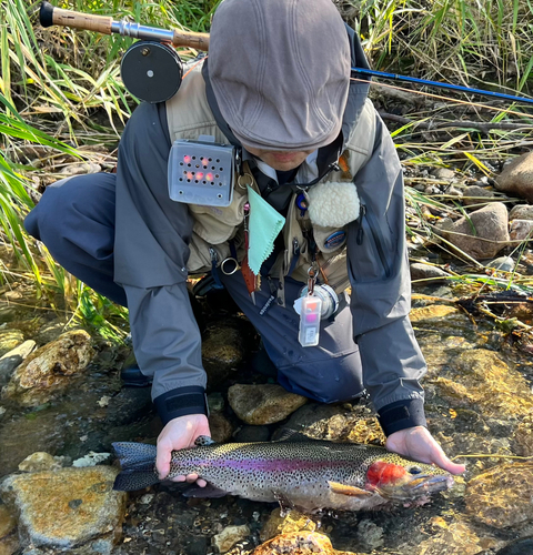 ニジマスの釣果