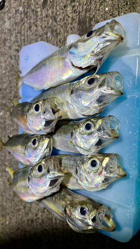 アジの釣果