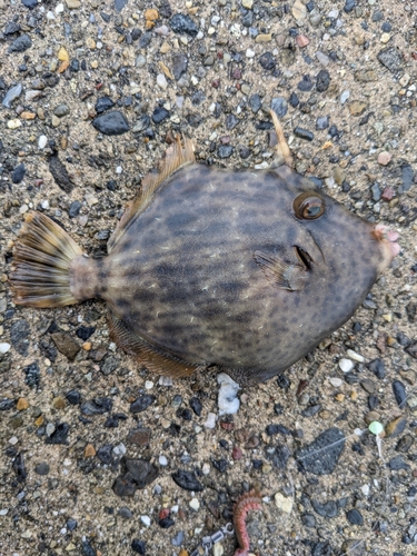 カワハギの釣果