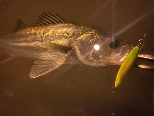 シーバスの釣果