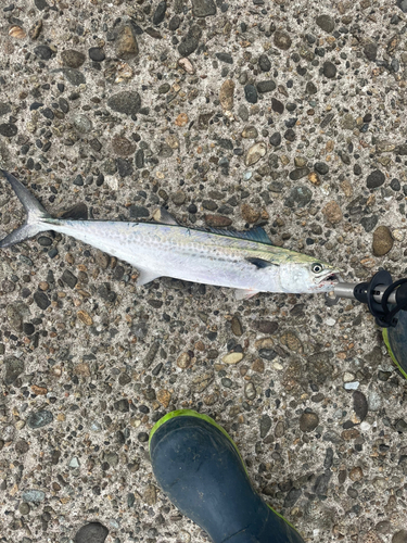 サゴシの釣果