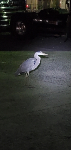 サヨリの釣果