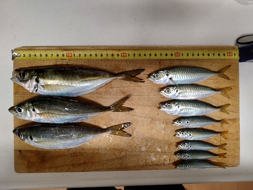 アジの釣果