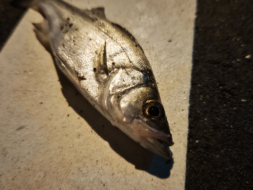 セイゴ（ヒラスズキ）の釣果