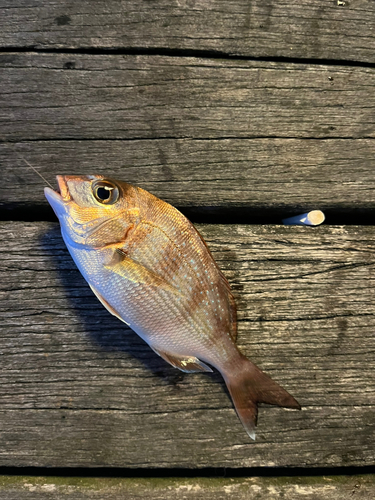 チダイの釣果