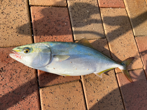 ヤズの釣果