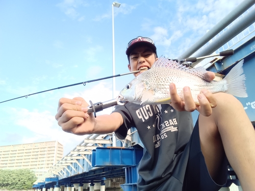 ホシミゾイサキの釣果