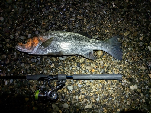 スズキの釣果