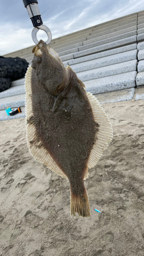 カレイの釣果