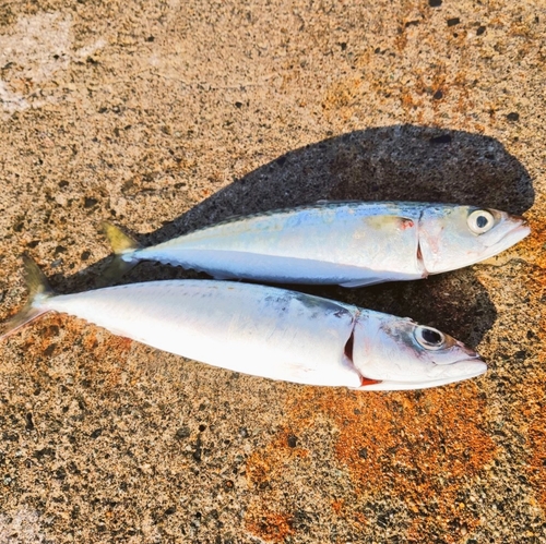 サバの釣果